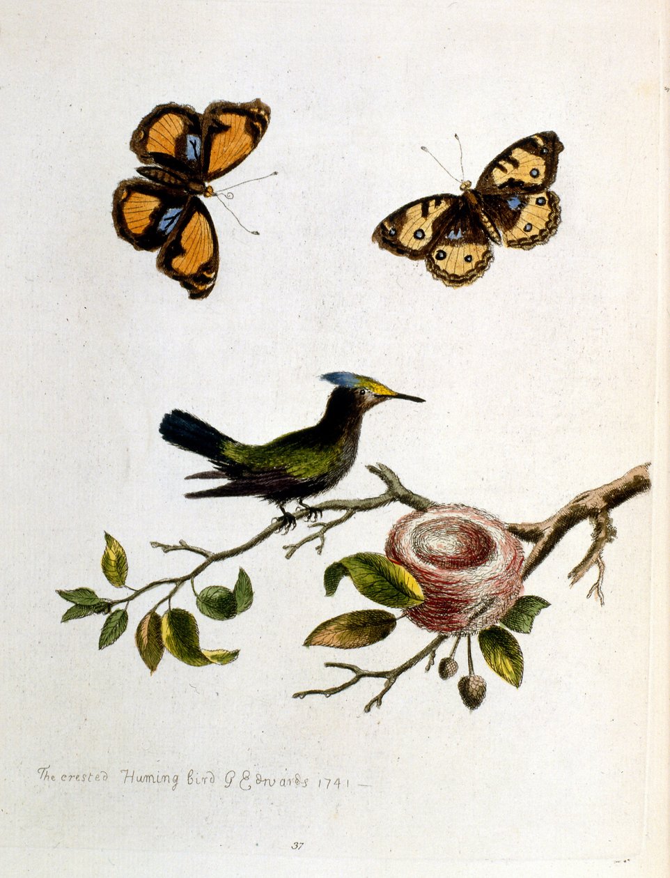 Watercolour illustration from a book of rare birds by G Edwards 1750 by George Edwards