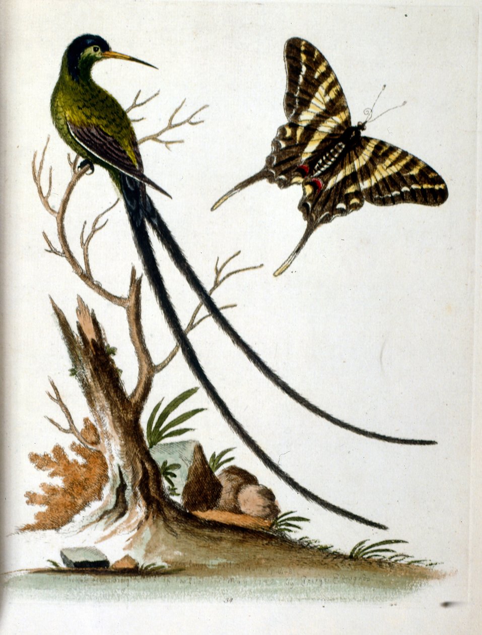 Watercolour illustration from a book of rare birds by G Edwards 1750 by George Edwards