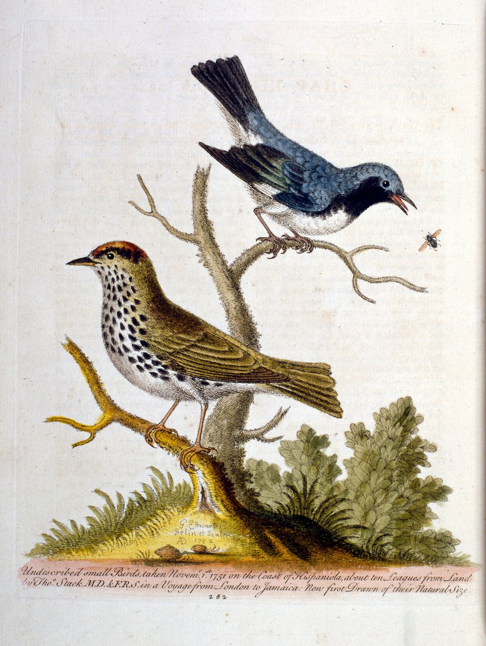 Watercolour illustration from a book of rare birds by G Edwards 1750 by George Edwards