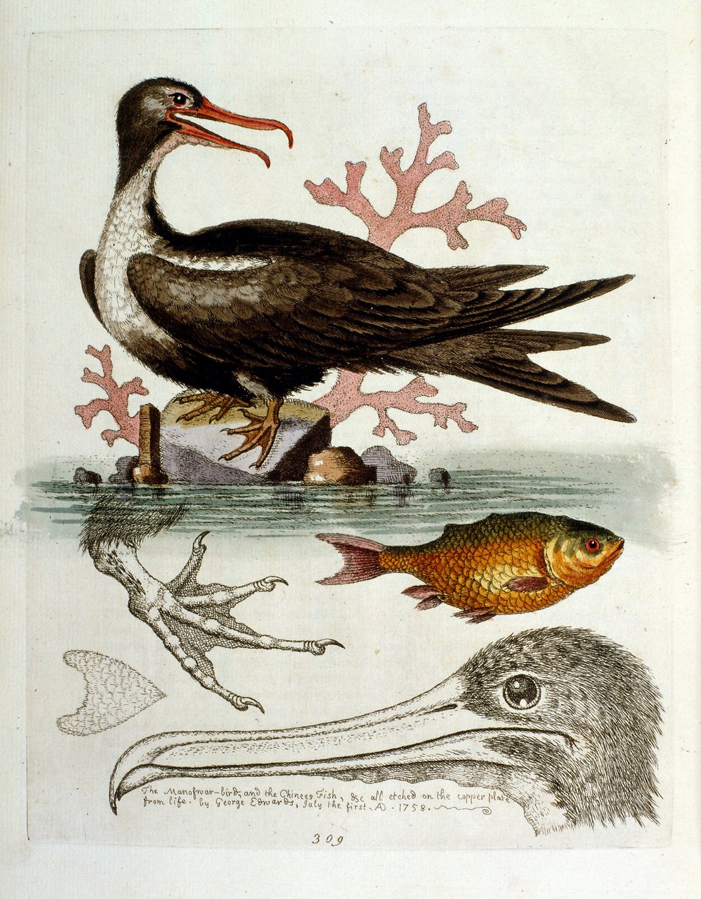 Watercolour illustration from a book of rare birds by G Edwards 1750 by George Edwards