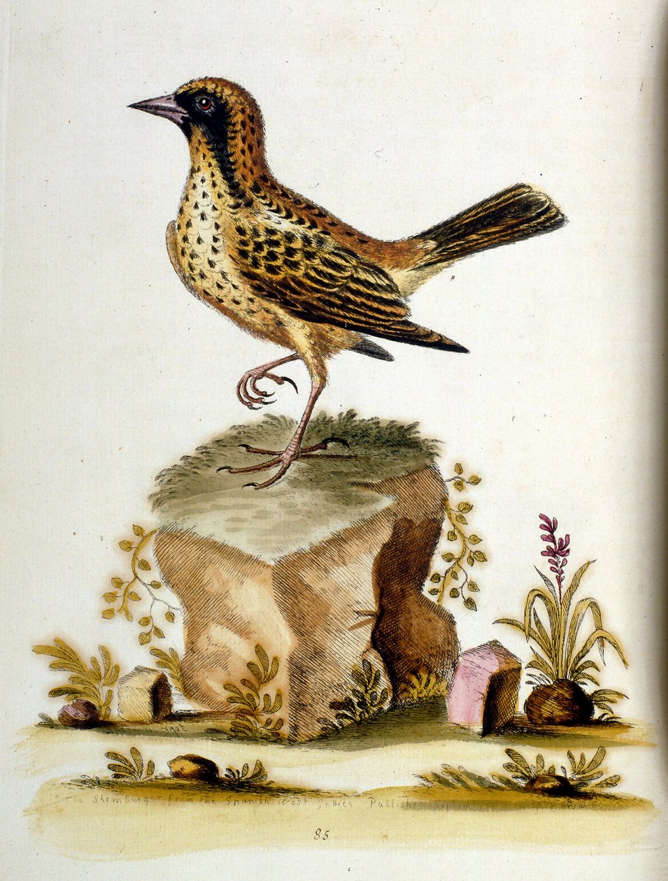 Watercolour illustration from a book of rare birds by G Edwards 1750 by George Edwards
