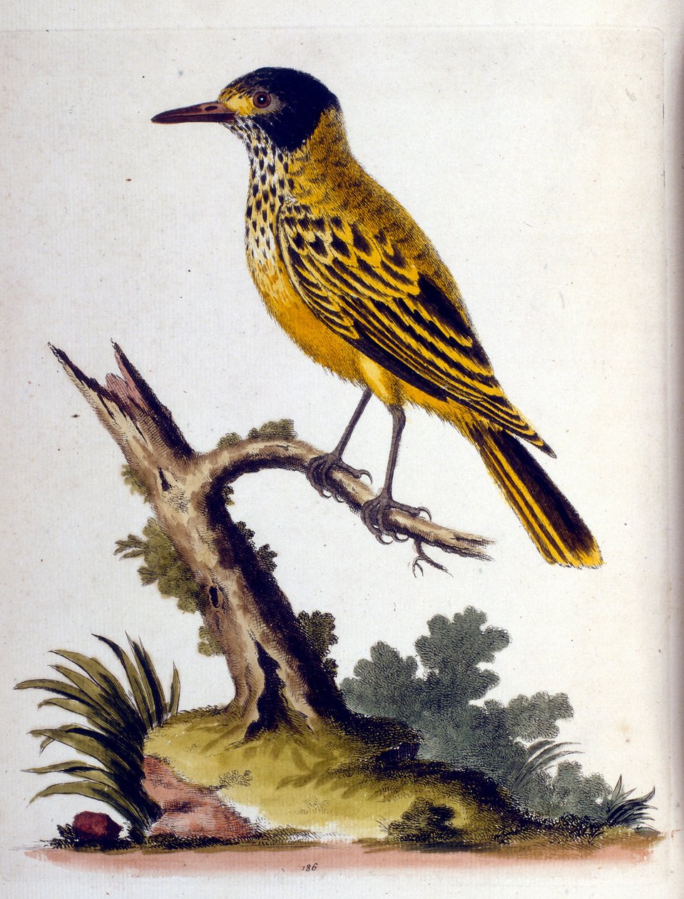 Watercolour illustration from a book of rare birds by G Edwards 1750 by George Edwards