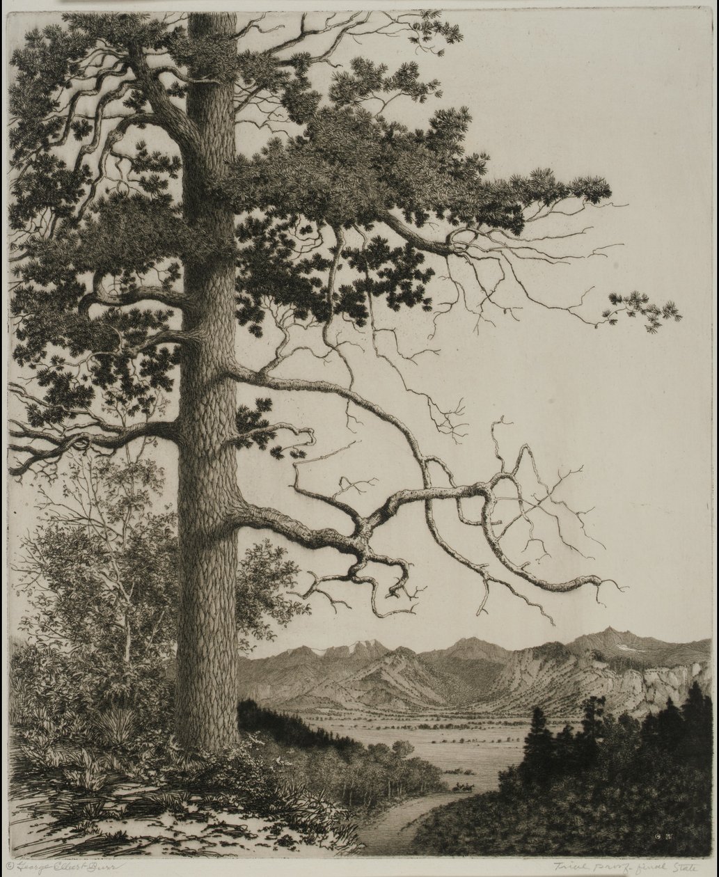 Old Pine, Estes Park by George Elbert Burr