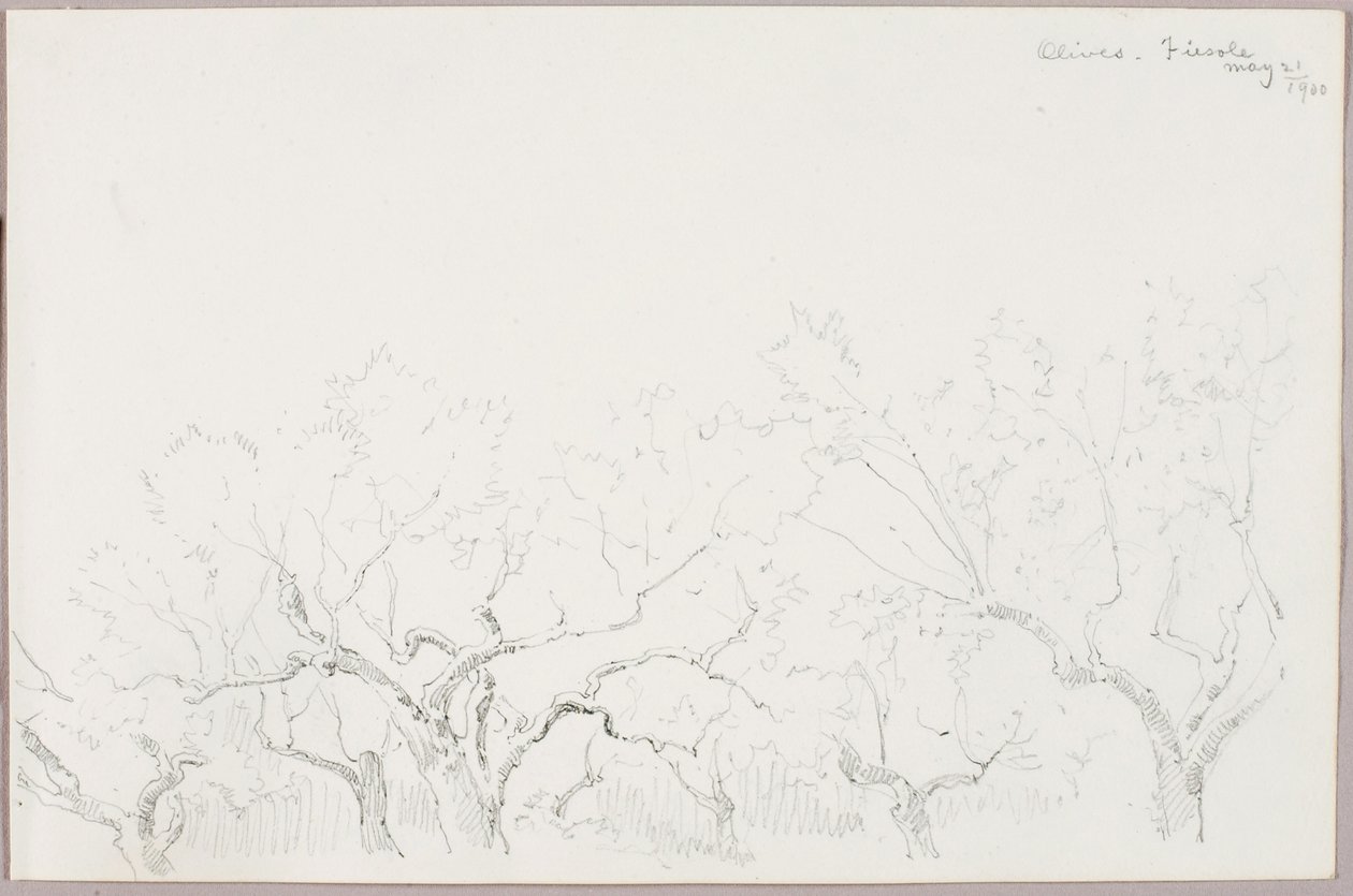 Olives--Fiesole by George Elbert Burr