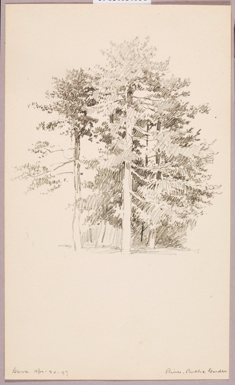 Pines, Public Garden by George Elbert Burr