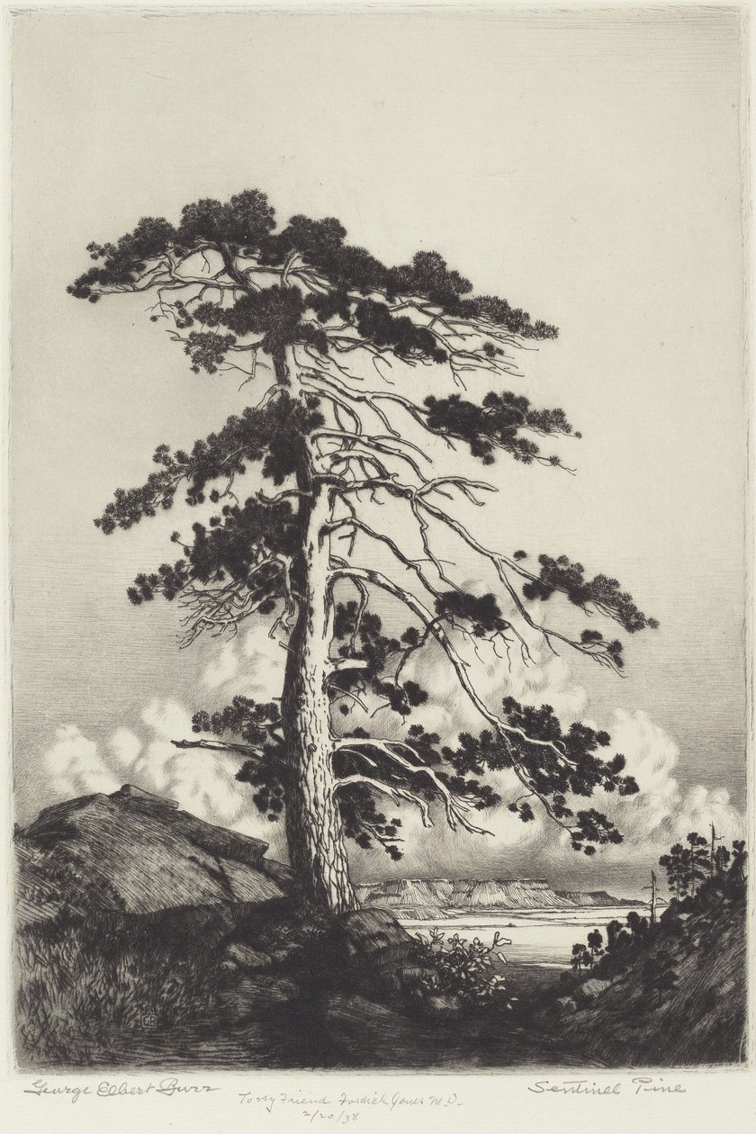 Sentinel Pine by George Elbert Burr