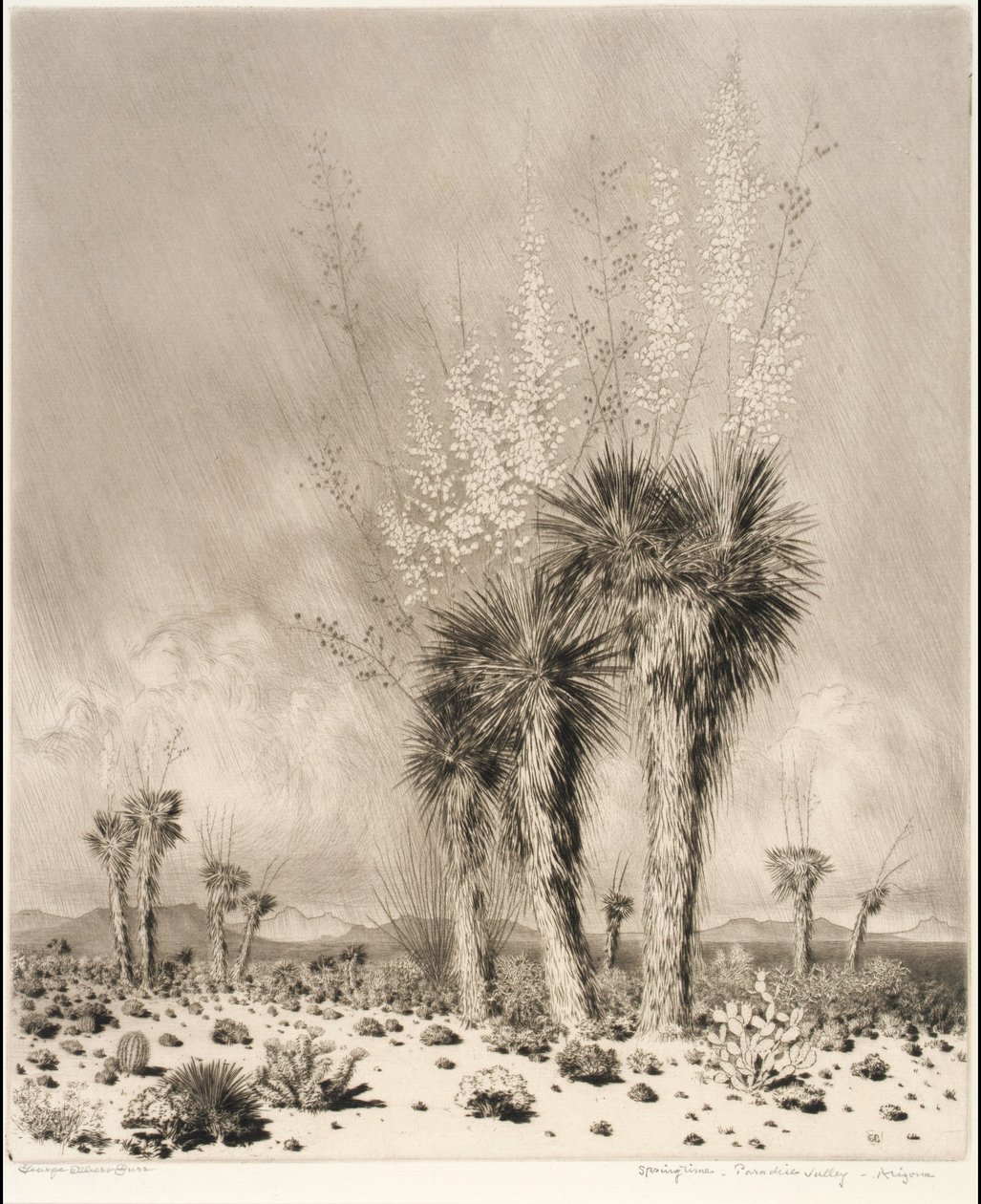 Springtime, Paradise Valley, Arizona by George Elbert Burr