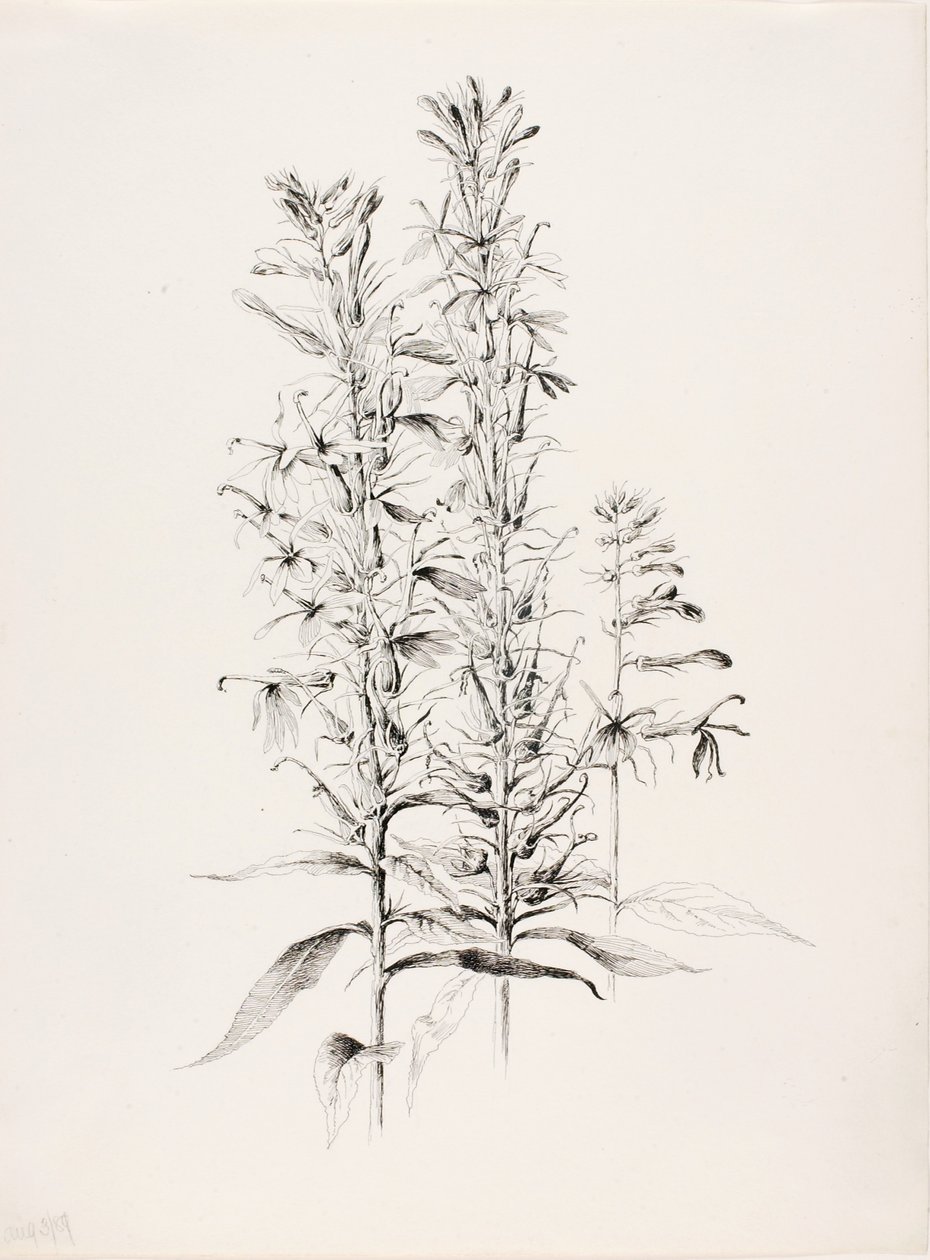 Untitled (Cardinal Flower, Lobelia Cardinalis) by George Elbert Burr