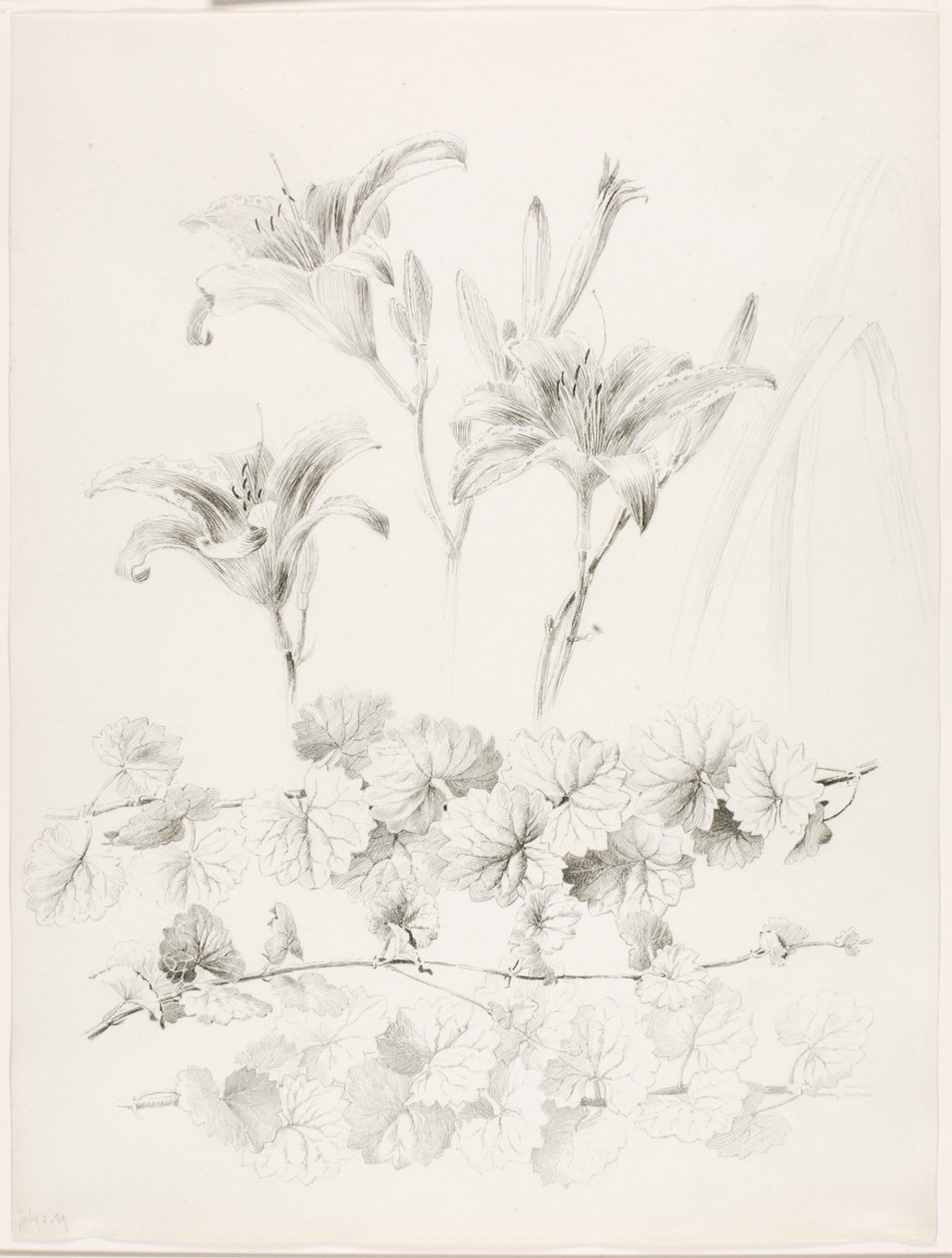 Untitled (Lilies and Ground-Ivy, Glecoma Hederacea) by George Elbert Burr