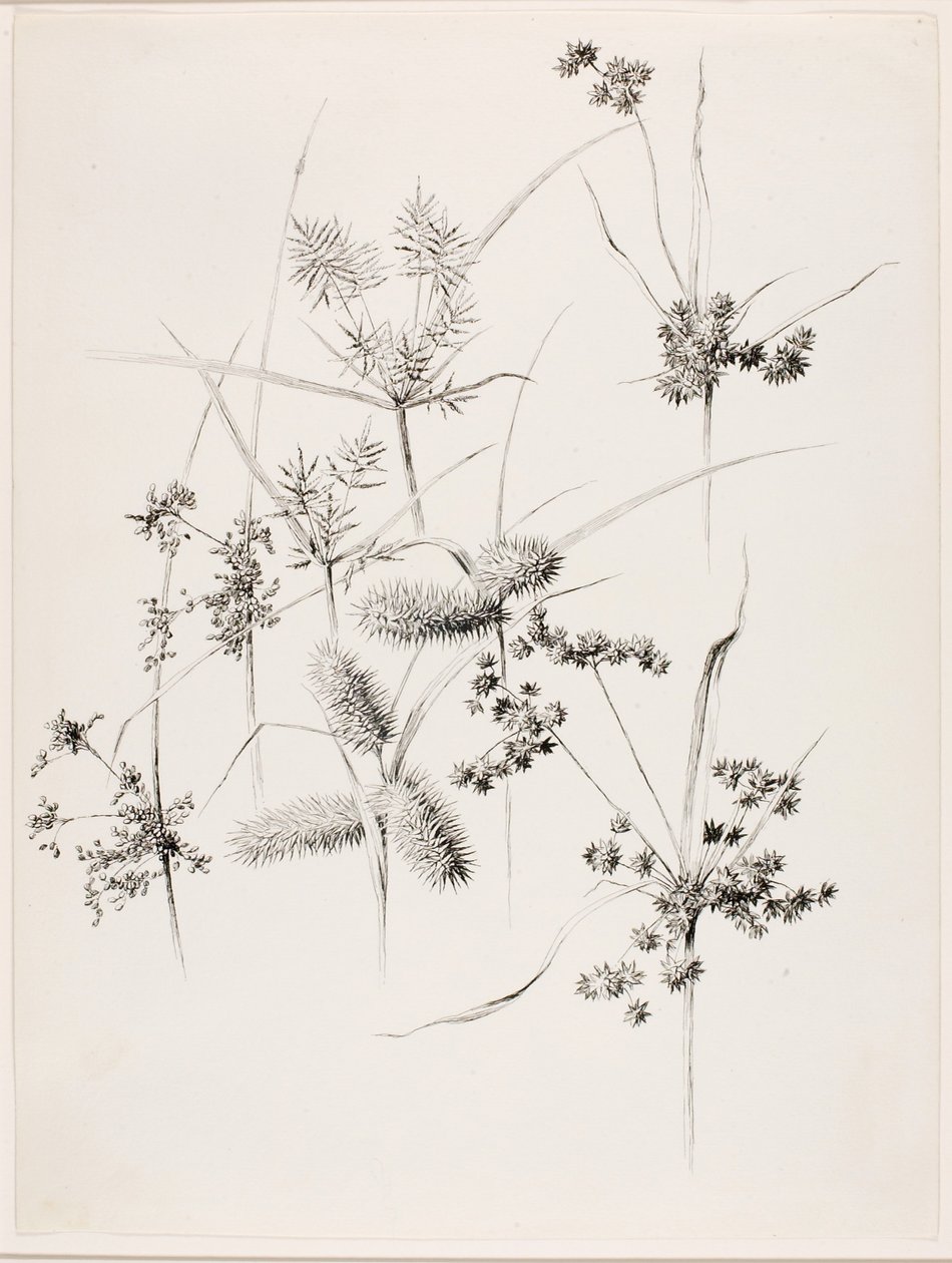 Untitled (Sedge Grasses) by George Elbert Burr