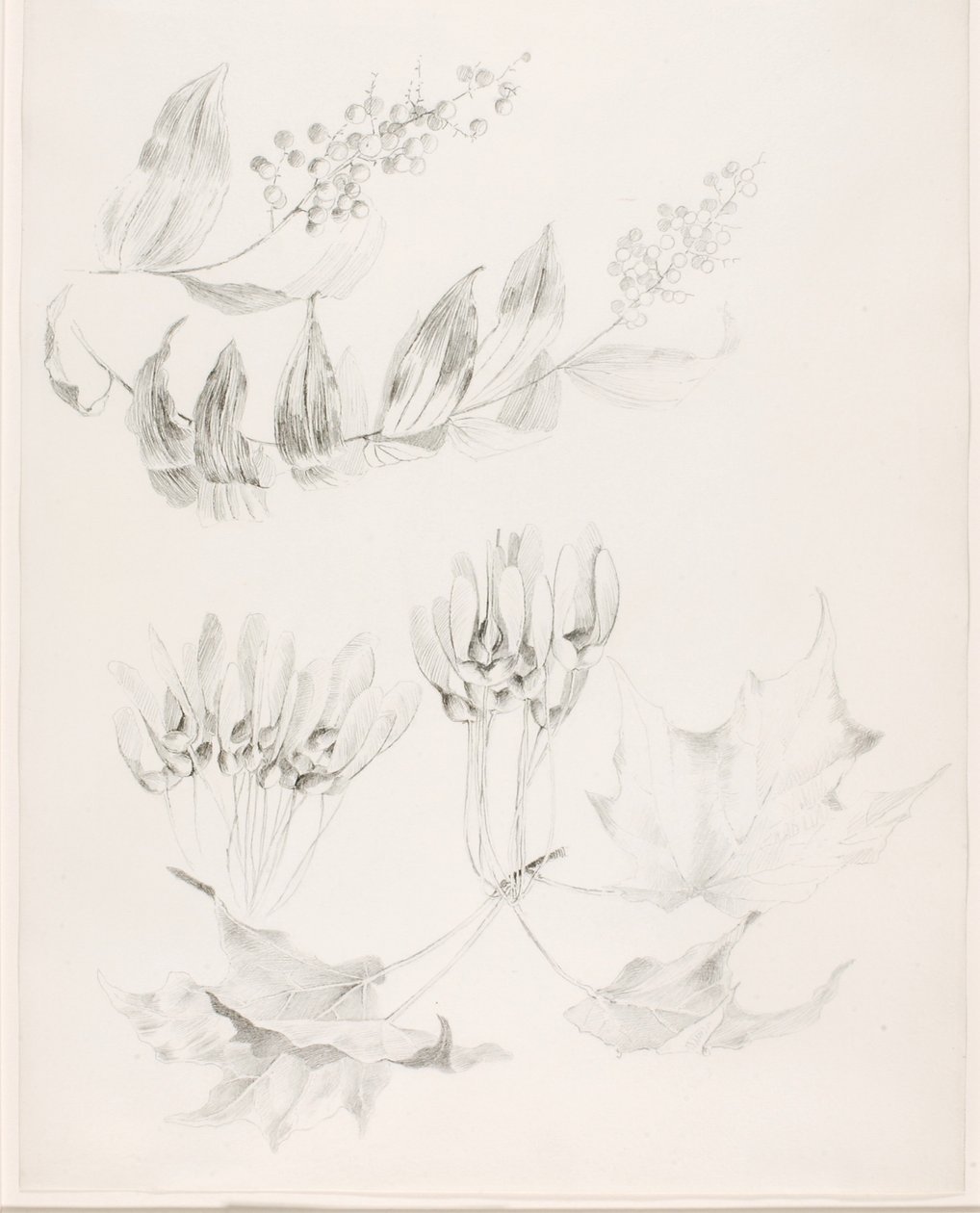 Untitled (Sugar Maple and False Solomon