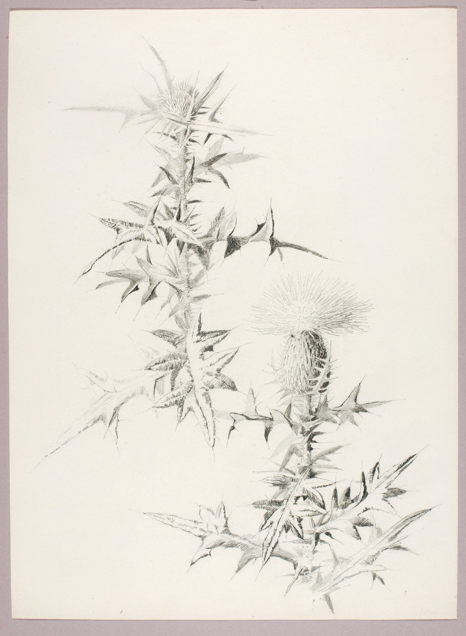Untitled (Thistle) by George Elbert Burr