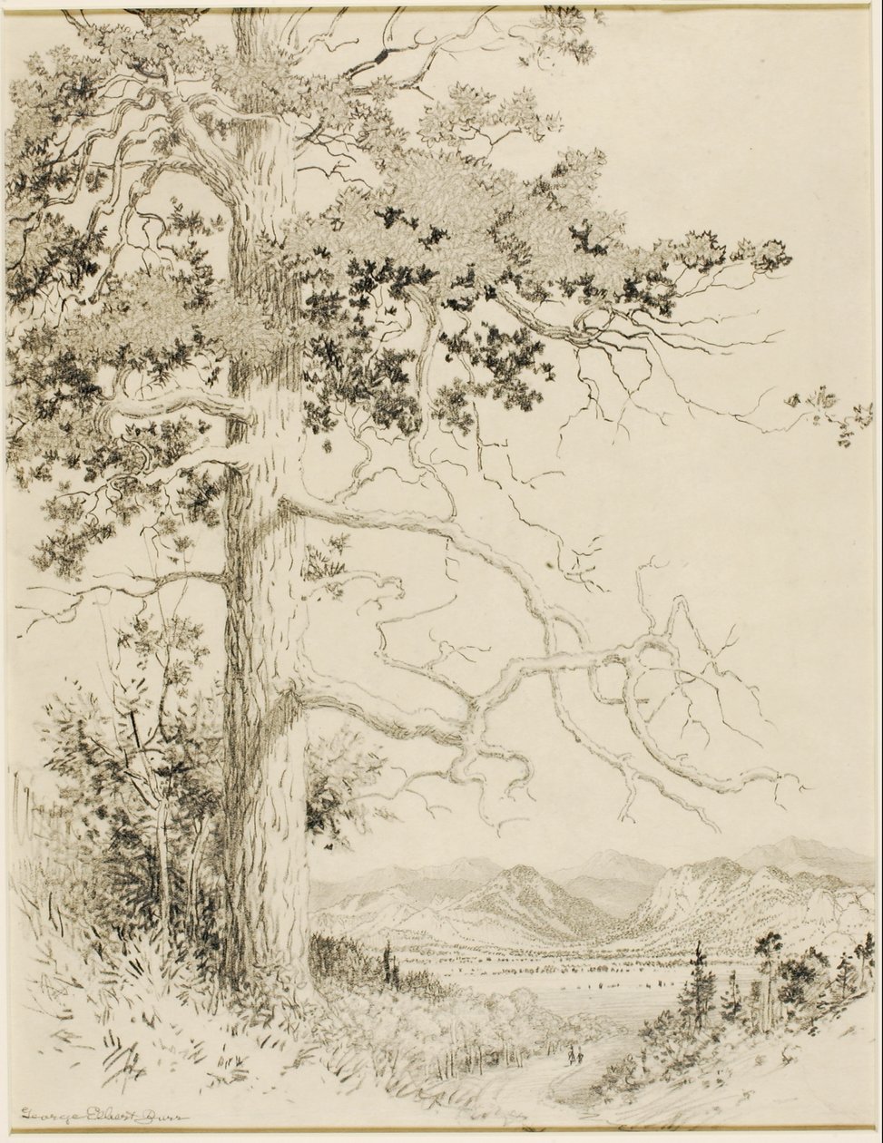 Transfer Drawing for Old Pine, Estes Park by George Elbert Burr