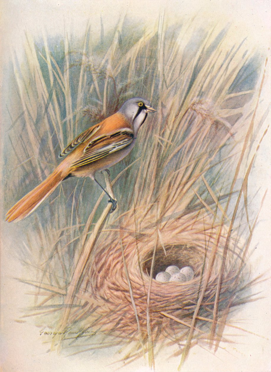 Bearded-Tit or Reedling - Panurus biarmicus by George James Rankin
