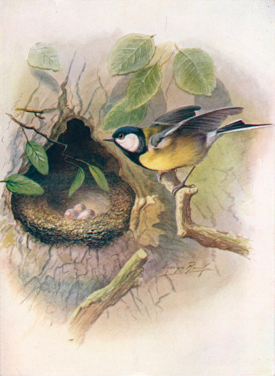 Great Tit - Parus major by George James Rankin