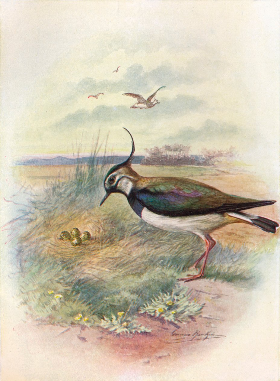 Lapwing or Peewit - Vanellus vulgaris by George James Rankin