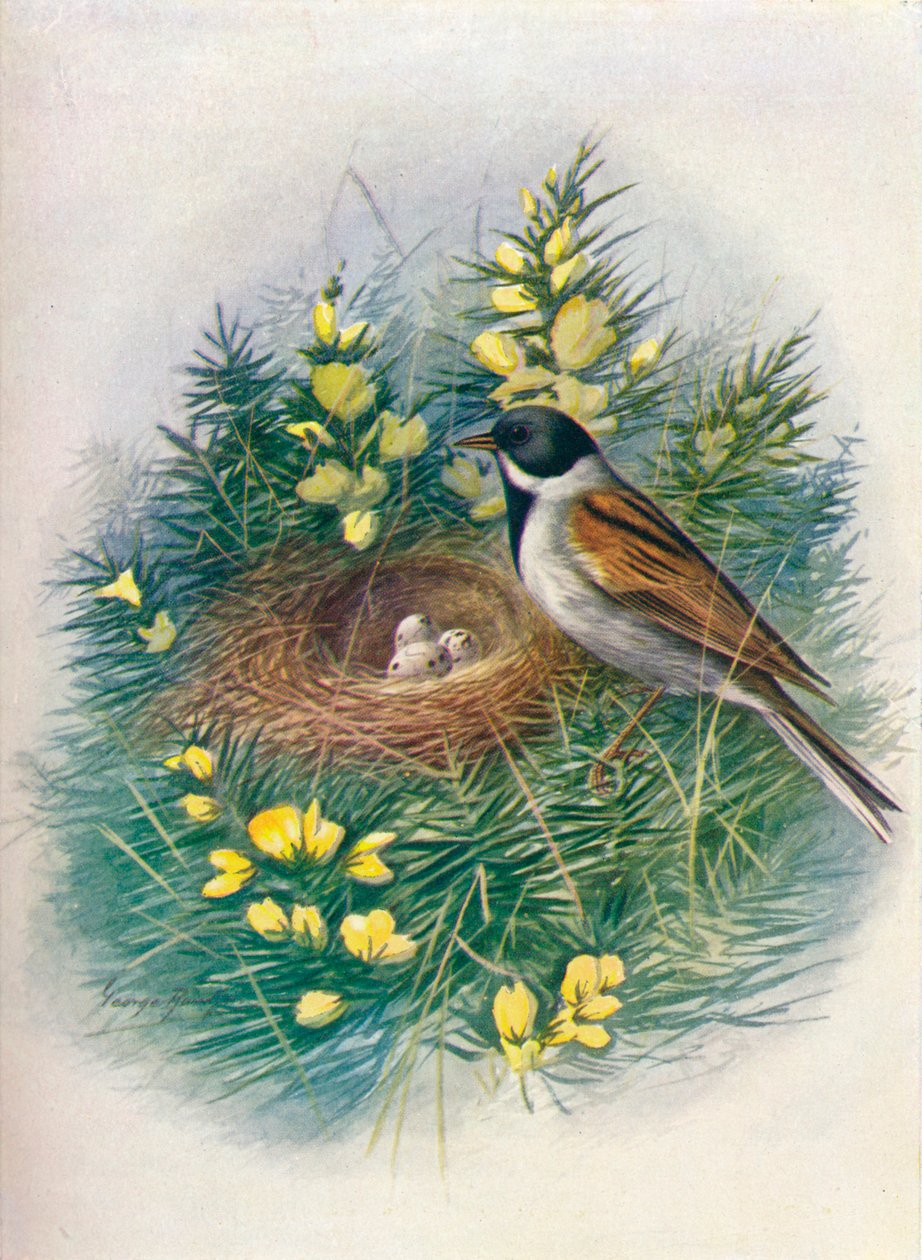 Reed Bunting, c1910 by George James Rankin