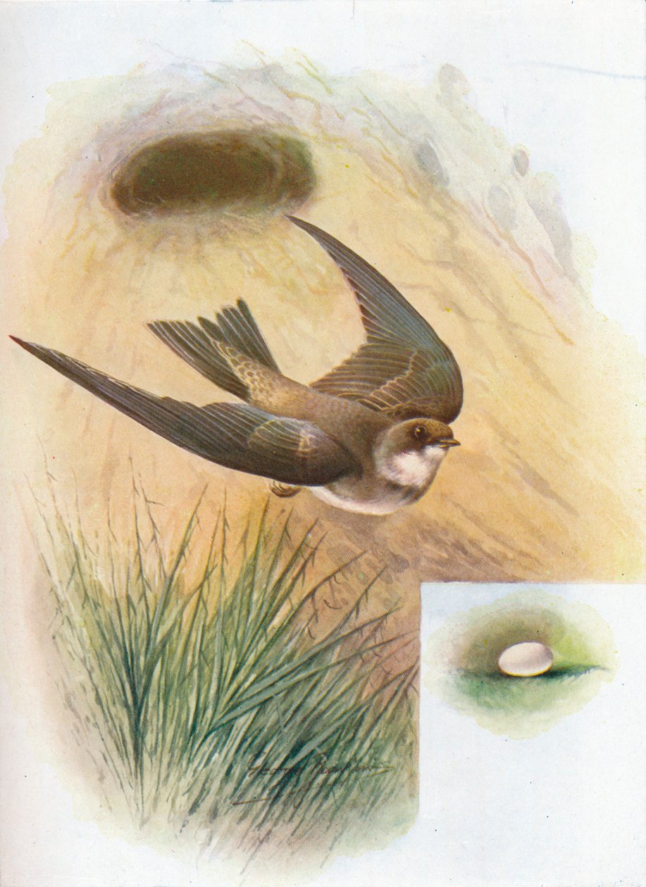 Sand-Martin - Cotile riparia by George James Rankin
