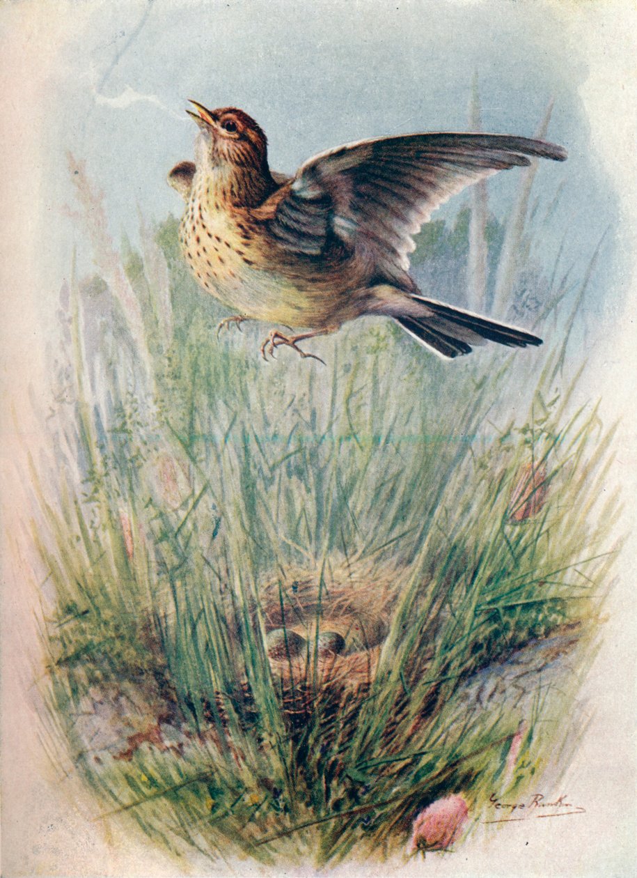 Skylark - Alauda arvensis, c1910, 1910 by George James Rankin