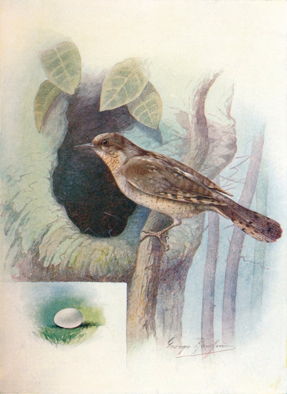 Wryneck - Iynx torquilla, c1910 by George James Rankin