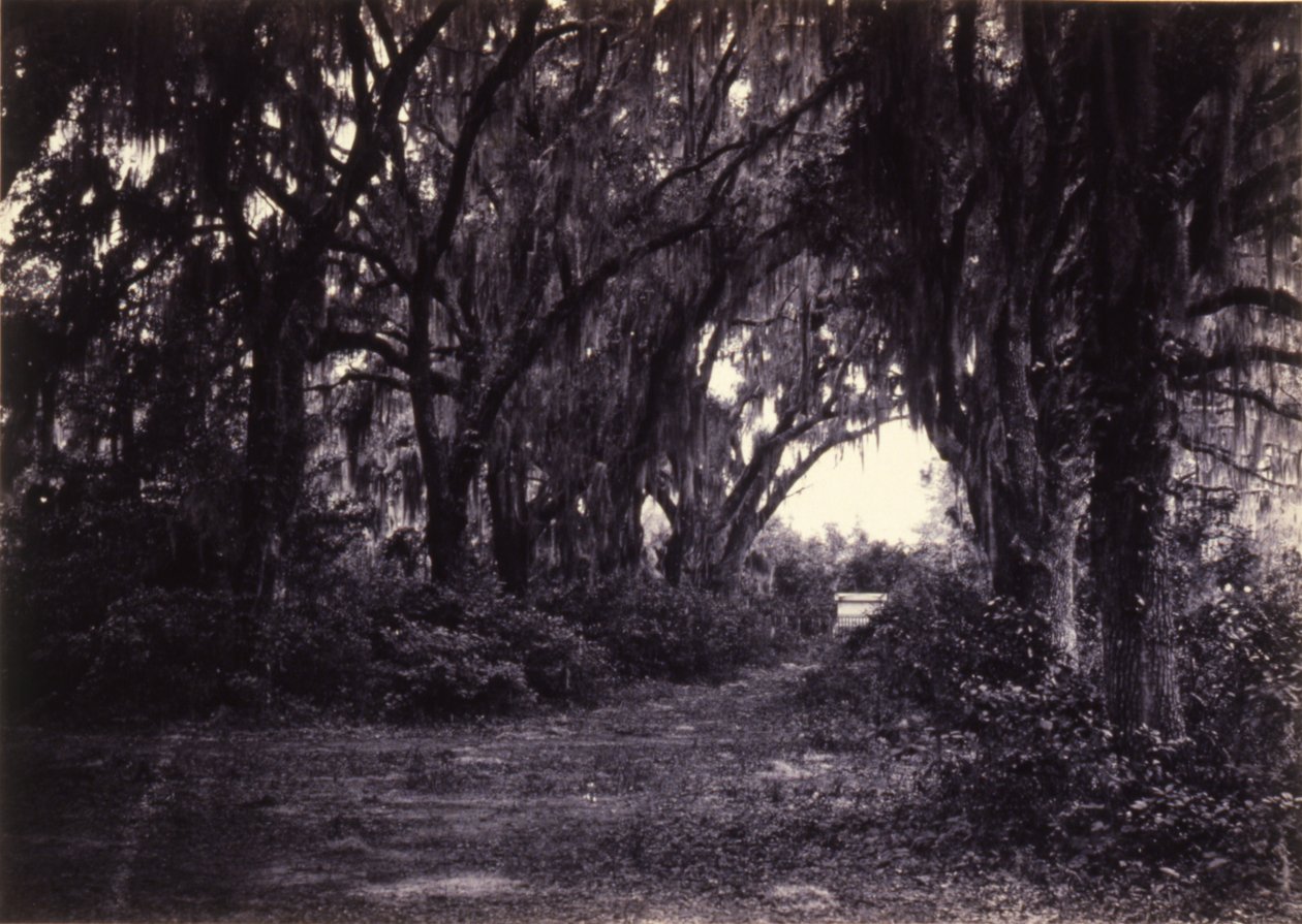 Bonaventure, Savannah, Georgia by George N. Barnard