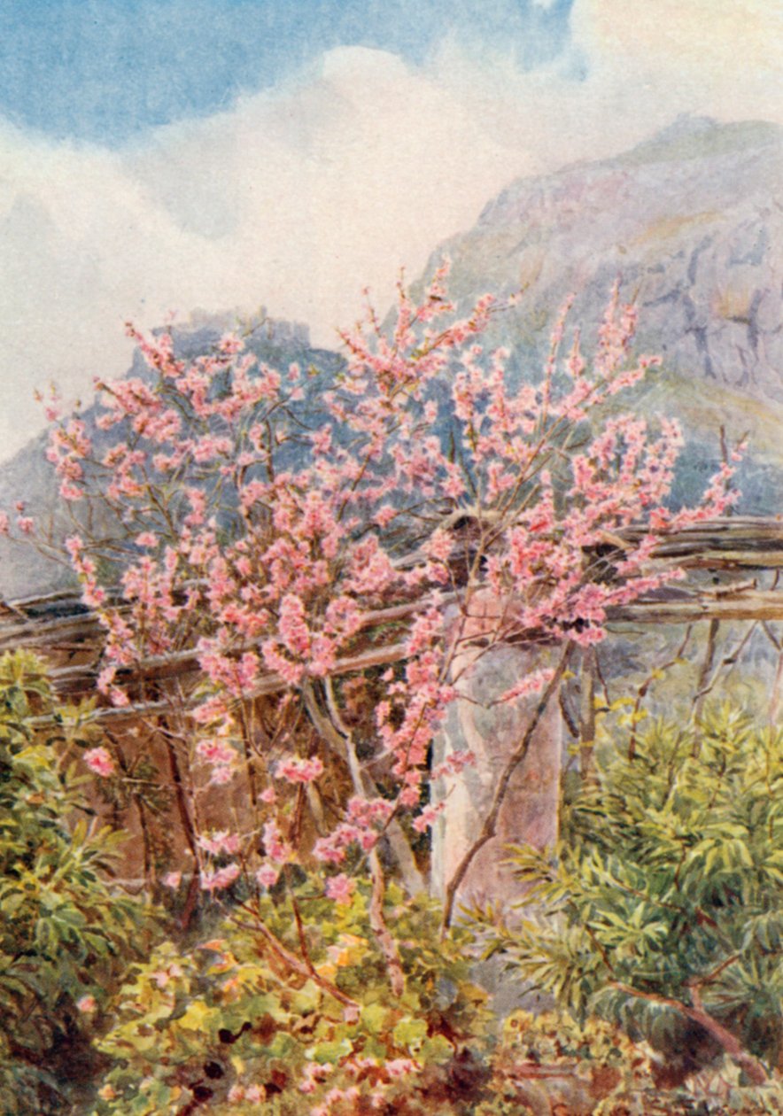 Peach-trees ablow by George Samuel Elgood