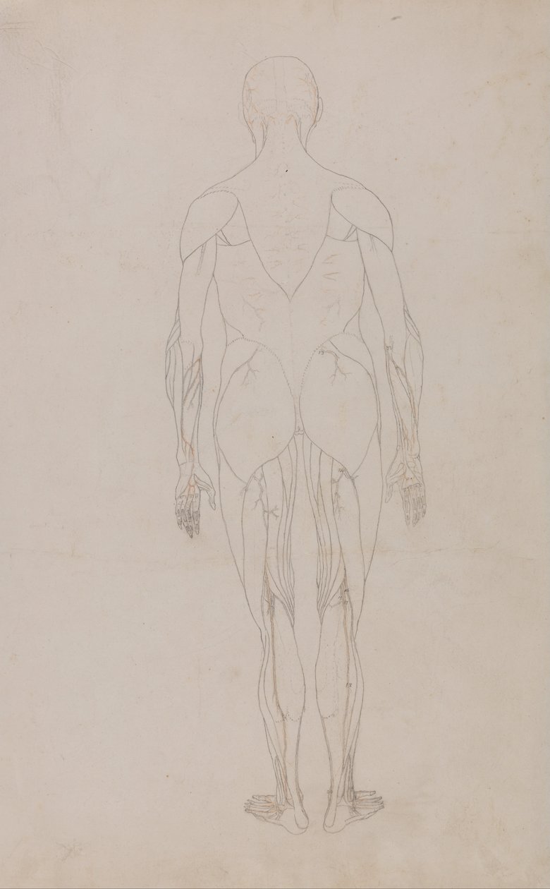 A Comparative Anatomical Exposition of the Structure of the Human Body with That of a Tiger and a Common Fowl: Human Figure, Posterior View by George Stubbs