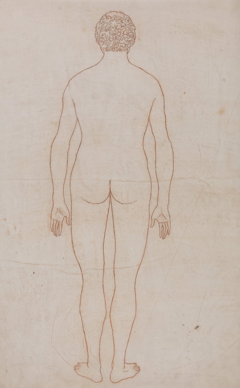 A Comparative Anatomical Exposition of the Structure of the Human Body with That of a Tiger and a Common Fowl: Human Body, Posterior View by George Stubbs