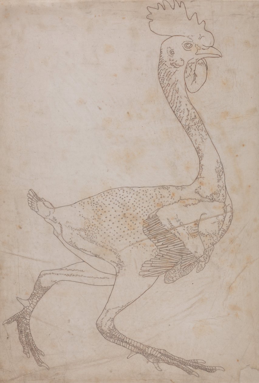 Fowl Body, Lateral View by George Stubbs