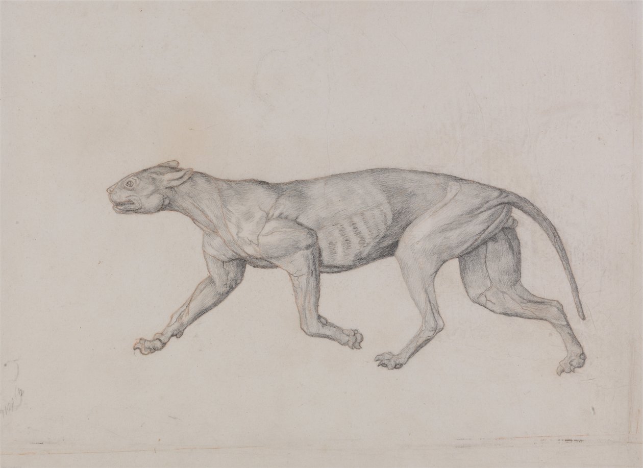 Comparative Anatomical Exposition: Leopard Body, Lateral View by George Stubbs