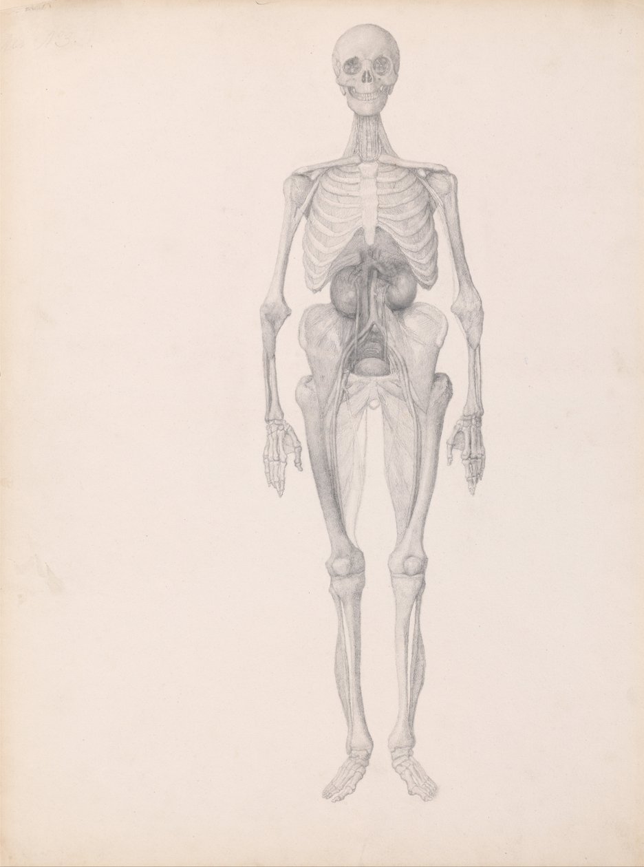 A Comparative Anatomical Exposition of the Structure of the Human Body with That of a Tiger and a Common Fowl: Human Figure, Anterior View (Finished Study of Final Stage of Dissection) by George Stubbs