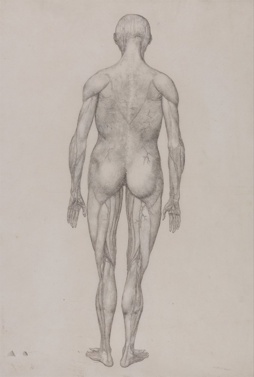 A Comparative Anatomical Exposition of the Structure of the Human Body with That of a Tiger and a Common Fowl: Human Figure, Posterior View by George Stubbs