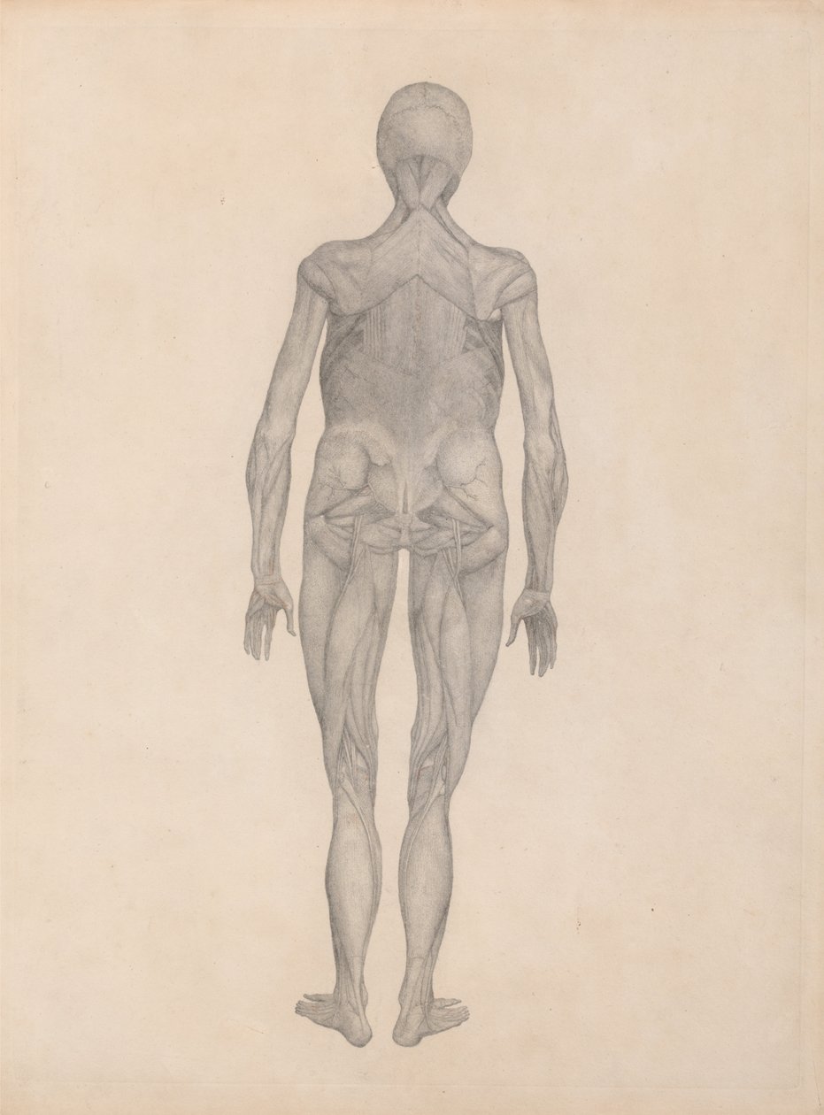 A Comparative Anatomical Exposition of the Structure of the Human Body with That of a Tiger and a Common Fowl: Human Figure, Posterior View by George Stubbs