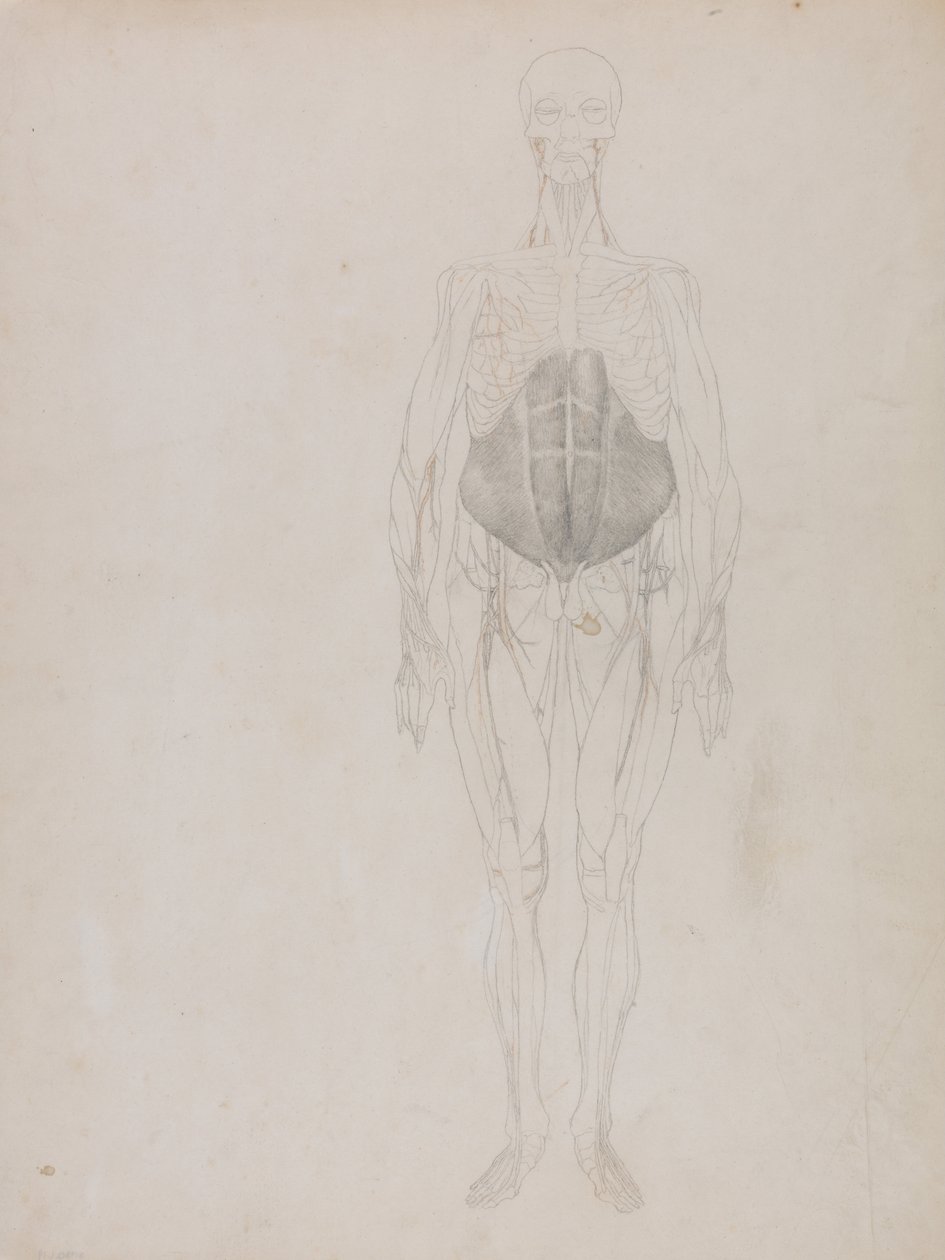 Human Figure, Anterior View (Largely in outline) by George Stubbs