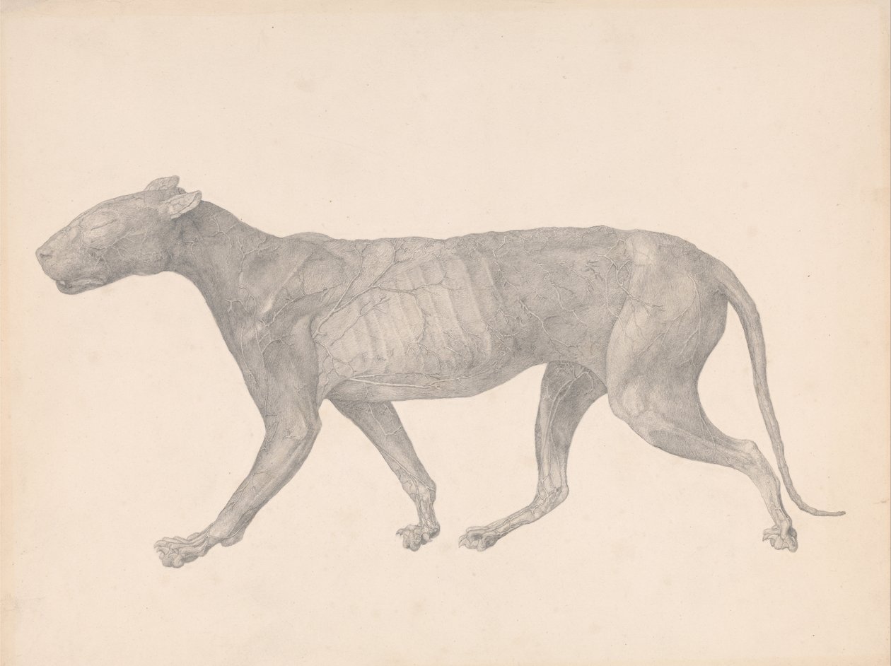 Tiger, Lateral View, with Skin and Tissue Removed (Finished Study for Table IX) by George Stubbs