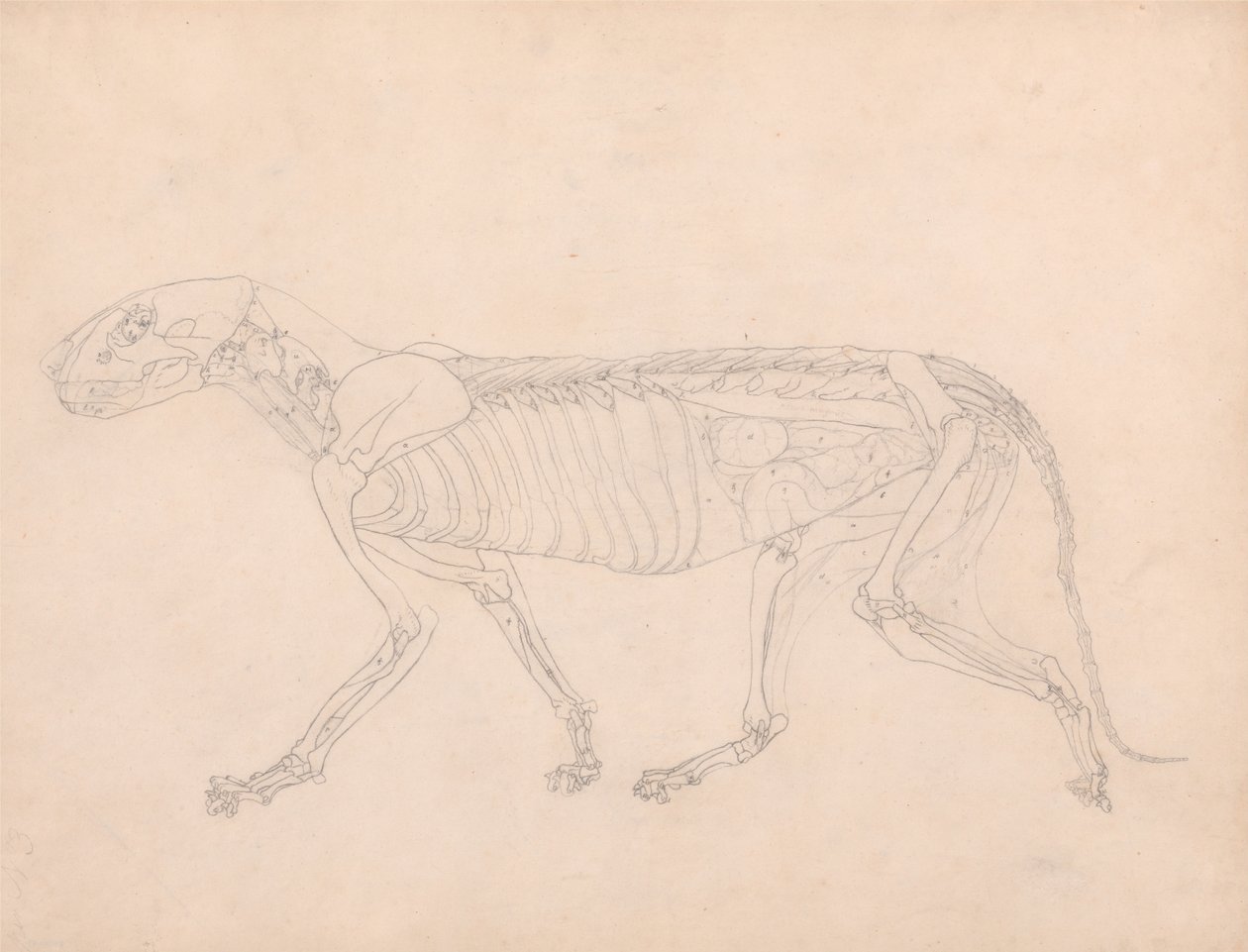Tiger Body, Lateral View by George Stubbs