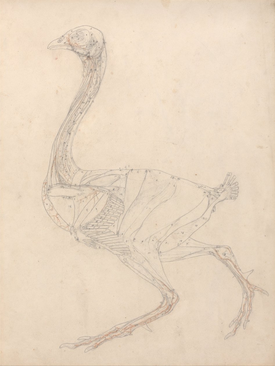Fowl Body, Lateral View by George Stubbs
