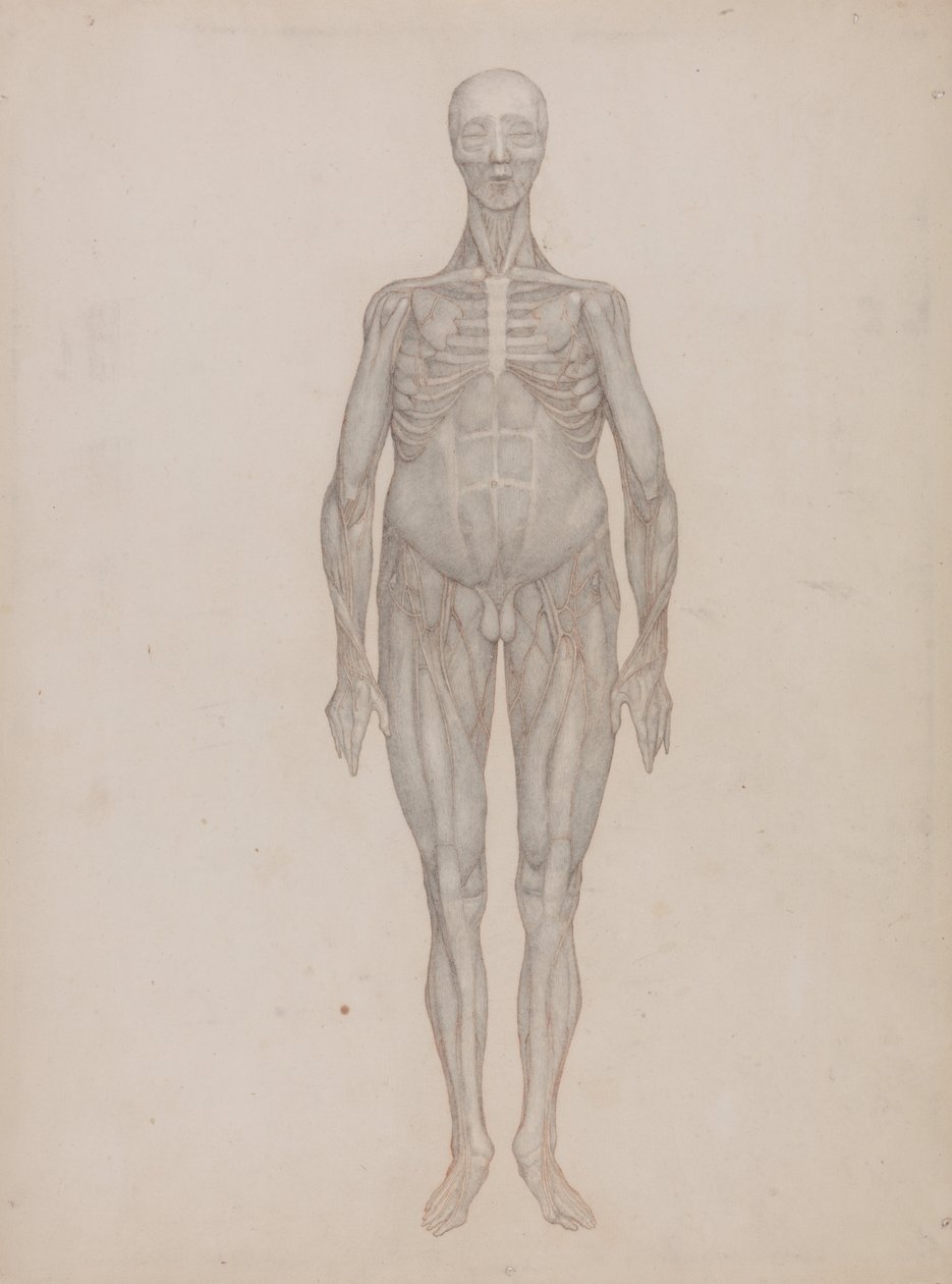 Human Figure, Anterior View by George Stubbs