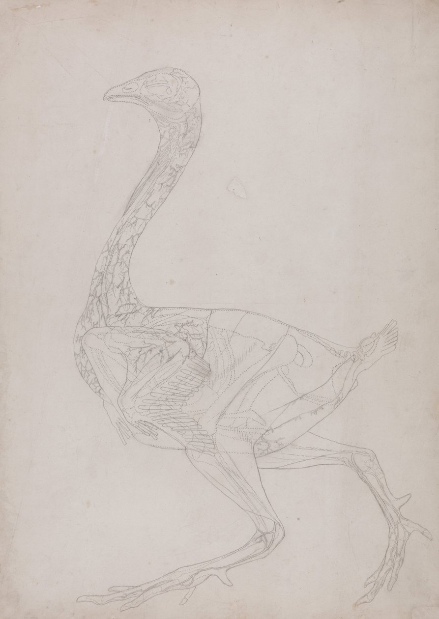 A Comparative Anatomical Exposition of the Structure of the Human Body with that of a Tiger and a Common Fowl: Fowl Body, Lateral View by George Stubbs