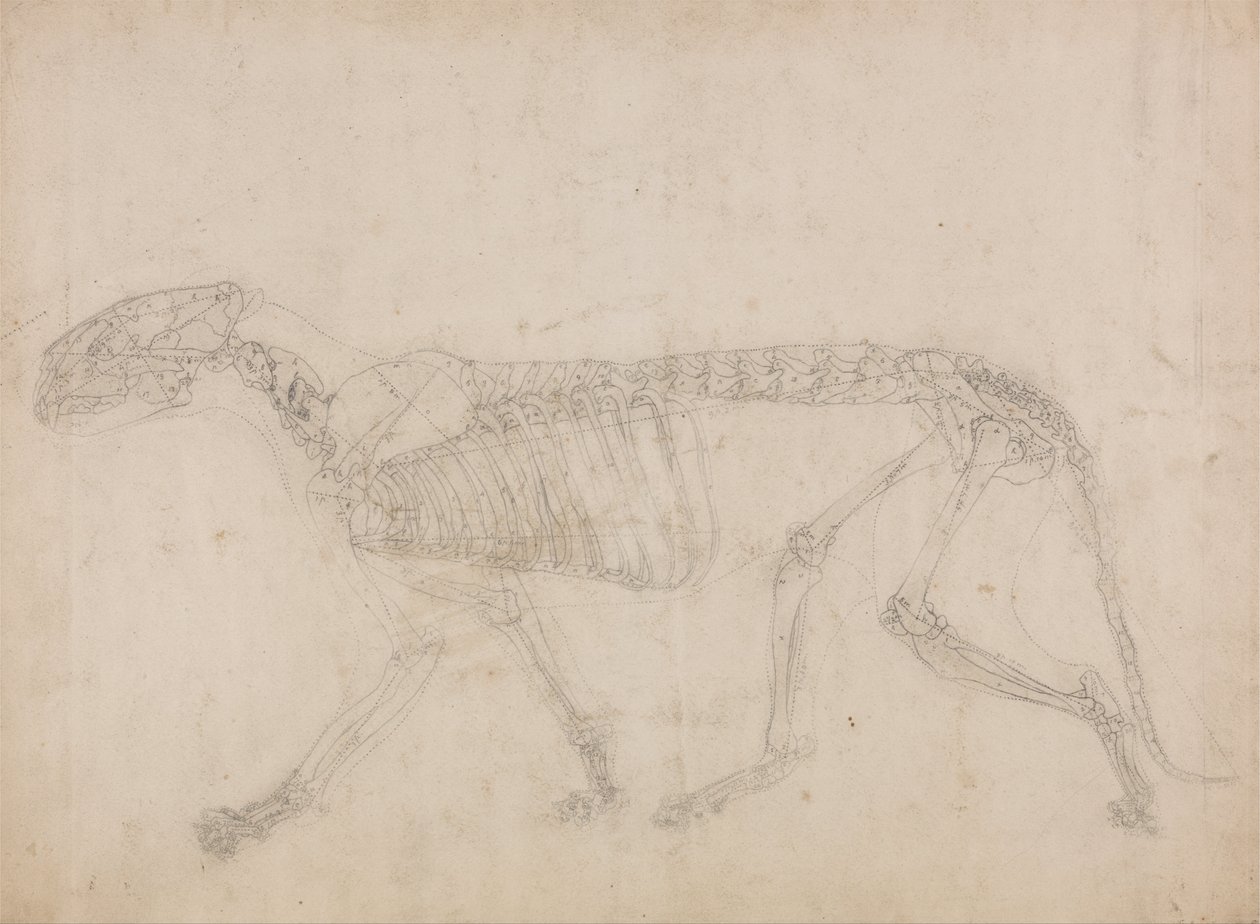 A Comparative Anatomical Exposition of the Structure of the Human Body with that of a Tiger and a Common Fowl: Tiger Skeleton, Lateral View by George Stubbs