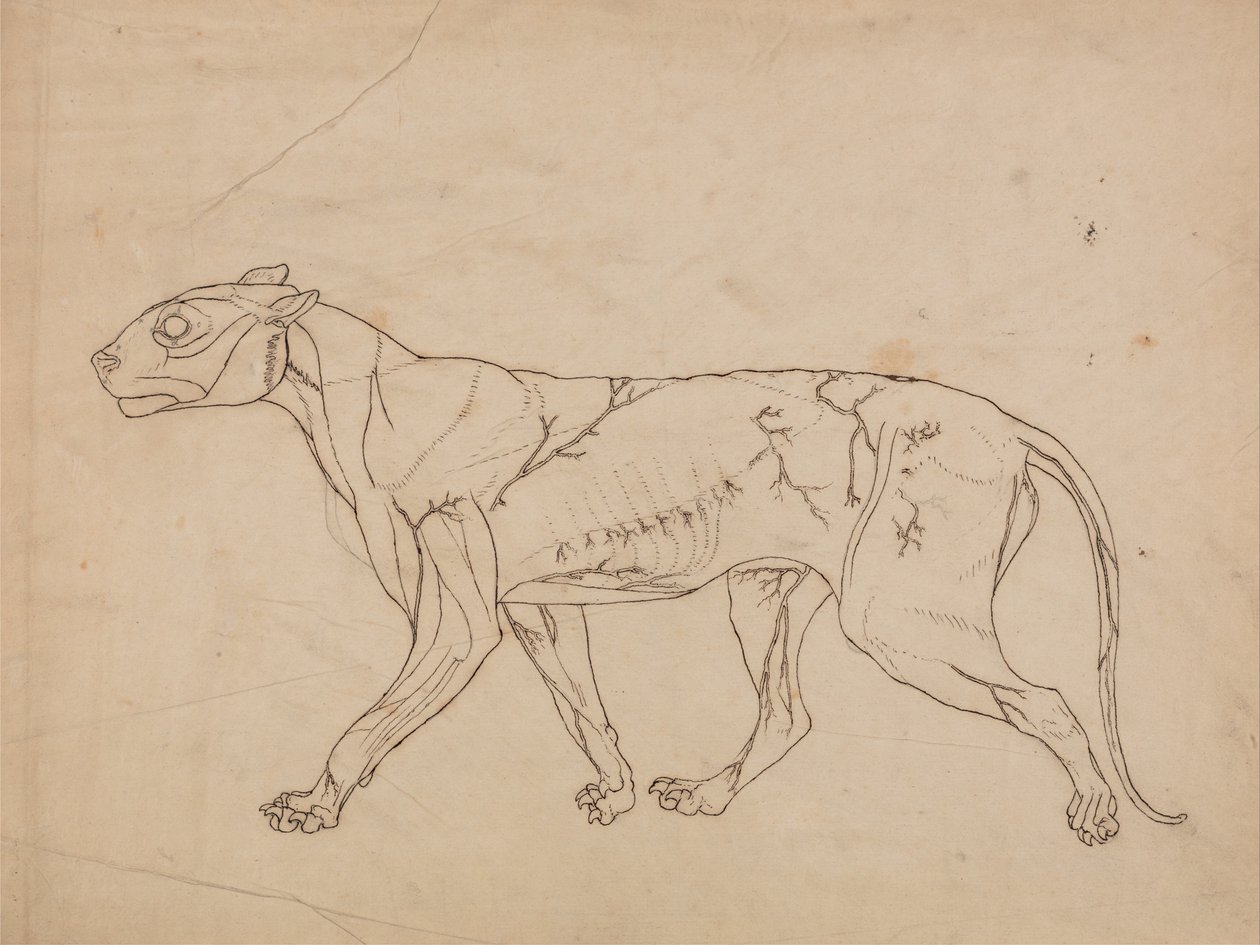 A Comparative Anatomical Exposition of the Structure of the Human Body with that of a Tiger and a Common Fowl: Tiger Body, Lateral View by George Stubbs