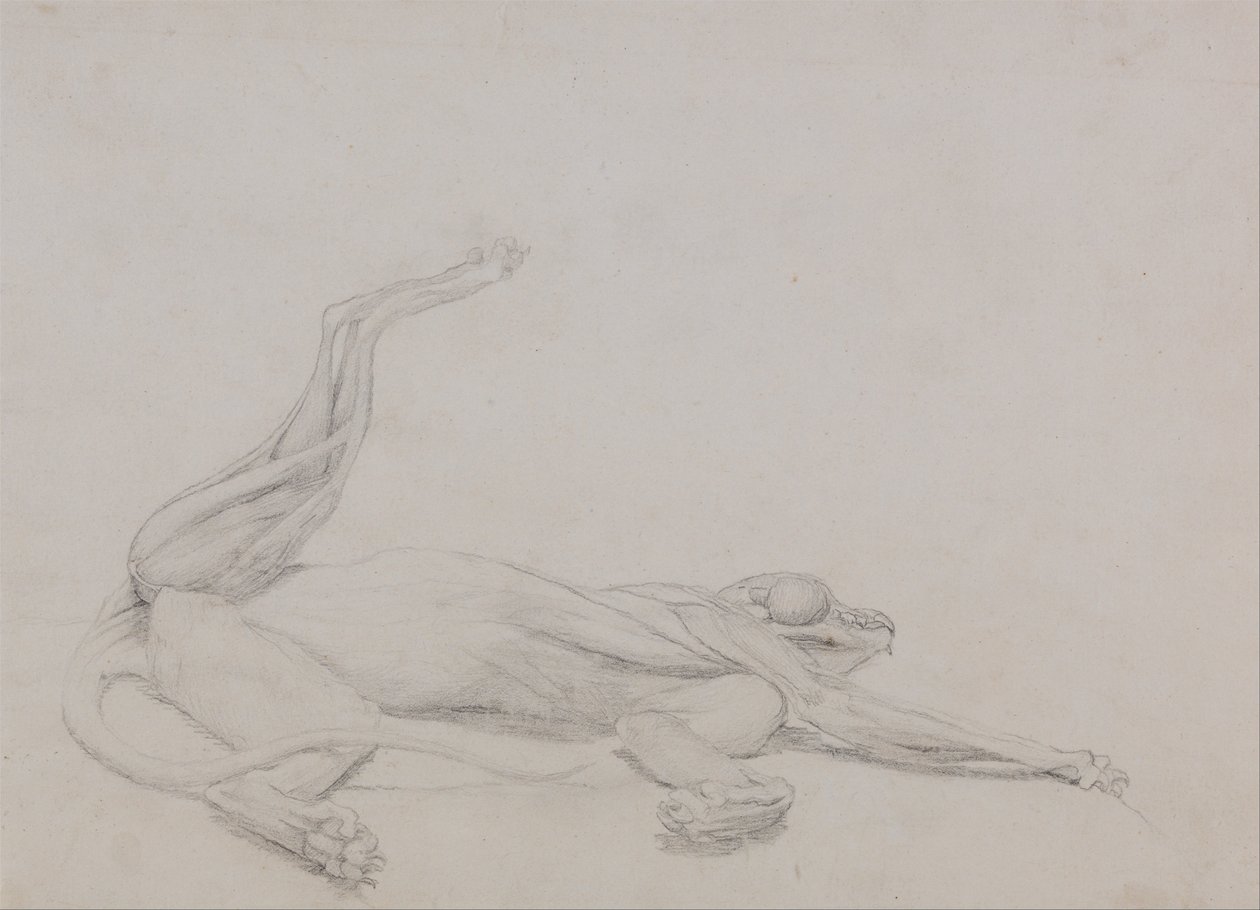 Tiger Body, Recumbent, Viewed Ventrally by George Stubbs