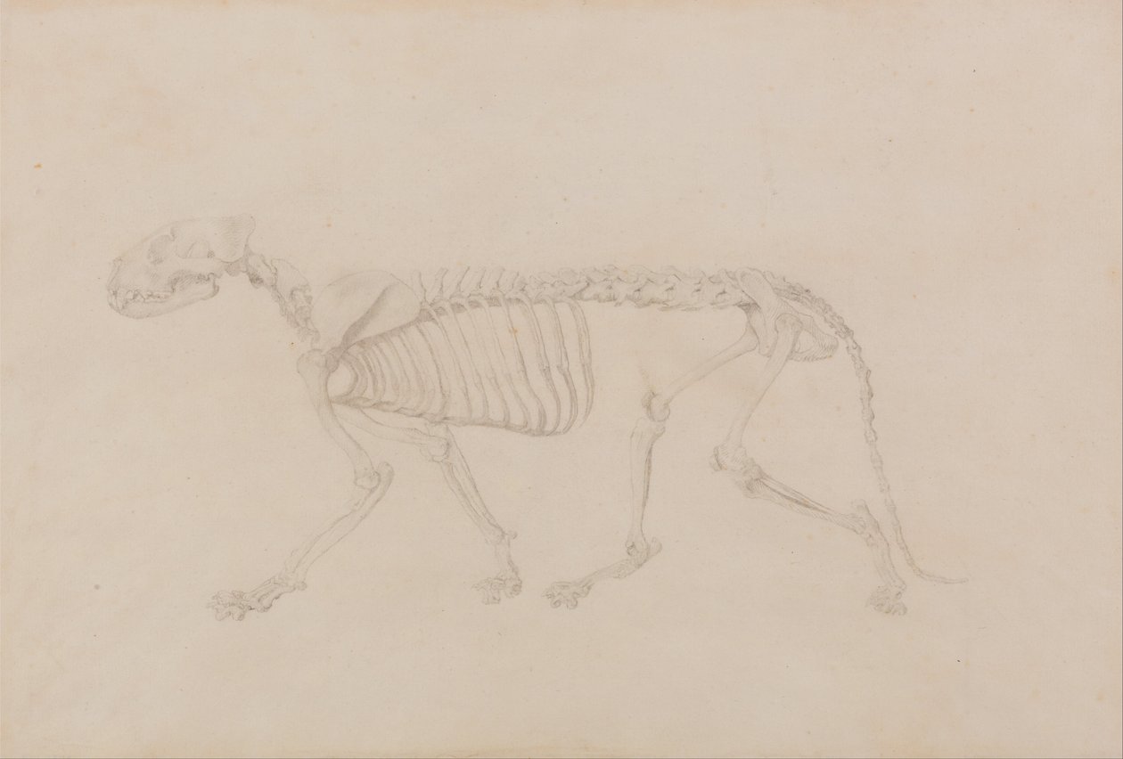 A Comparative Anatomical Exposition of the Structure of the Human Body with that of a Tiger and a Common Fowl: Tiger Skeleton, Lateral View by George Stubbs