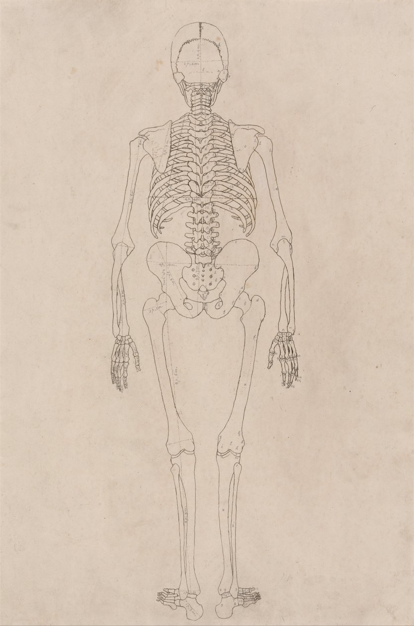A Comparative Anatomical Exposition of the Structure of the Human Body with that of a Tiger and a Common Fowl: Human Skeleton, Posterior View by George Stubbs