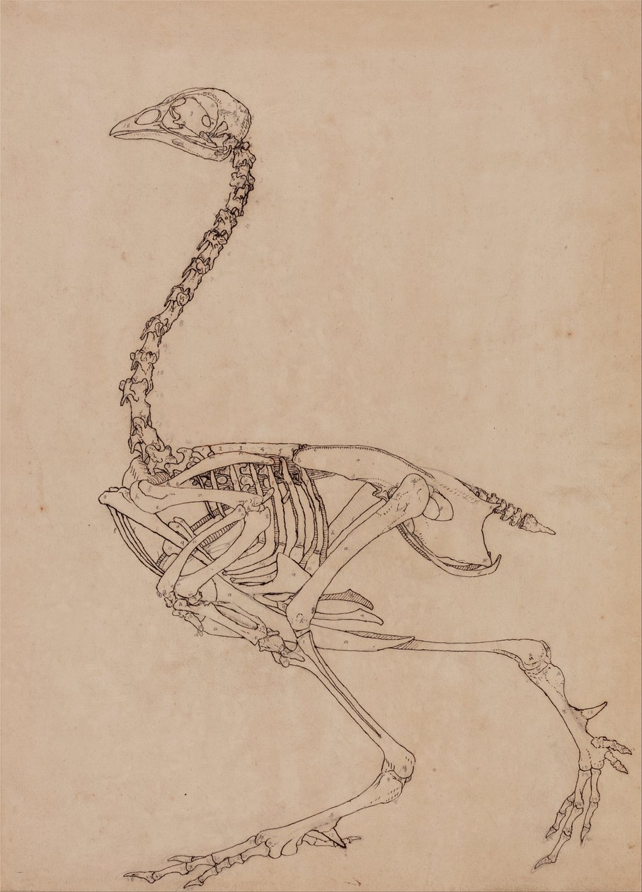 Comparative Anatomical Exposition: Fowl Skeleton, Lateral View by George Stubbs