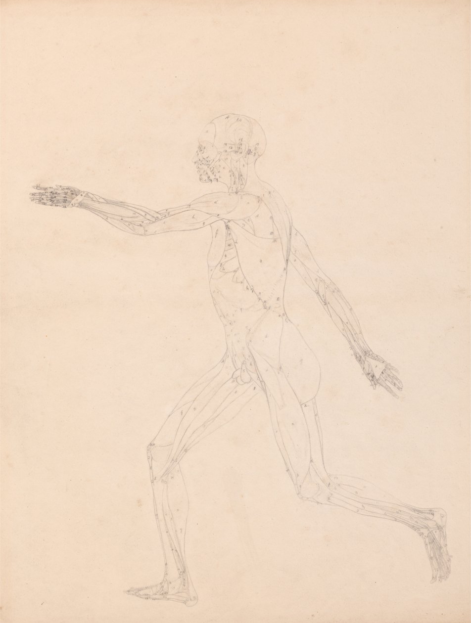 Human Figure, Lateral View by George Stubbs