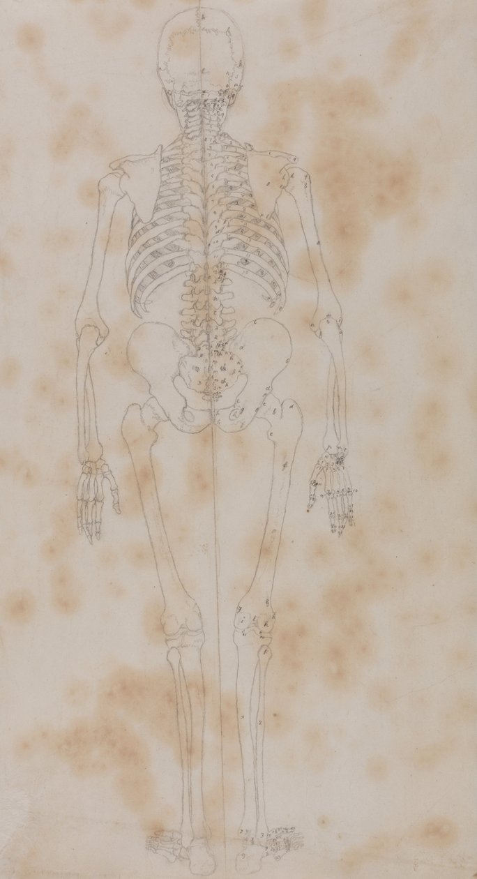 A Comparative Anatomical Exposition of the Structure of the Human Body with that of a Tiger and a Common Fowl: Human Skeleton, Posterior View (Perhaps the first of the studies of the skeleton) by George Stubbs