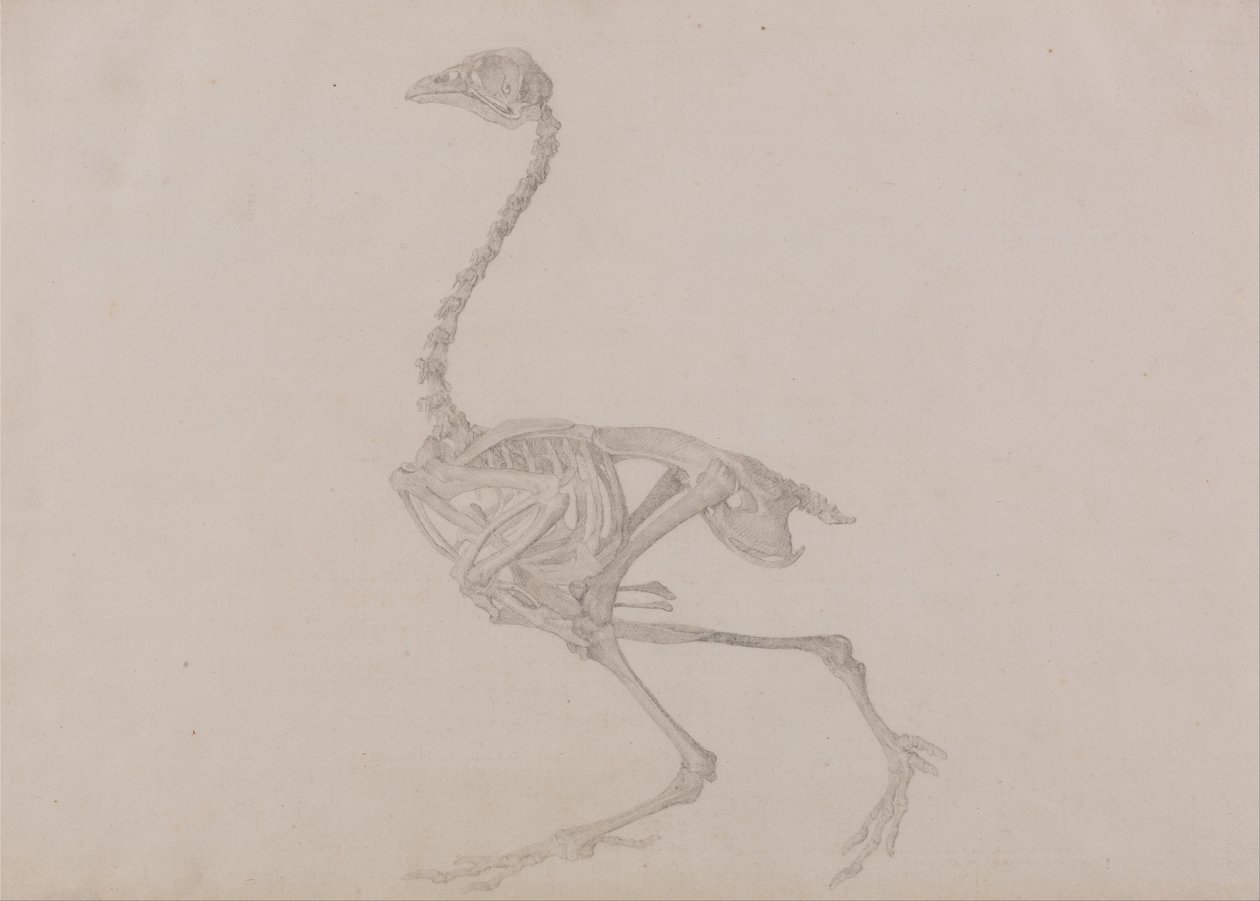 Comparative Anatomical Exposition: Dorking Hen Skeleton, Lateral View by George Stubbs