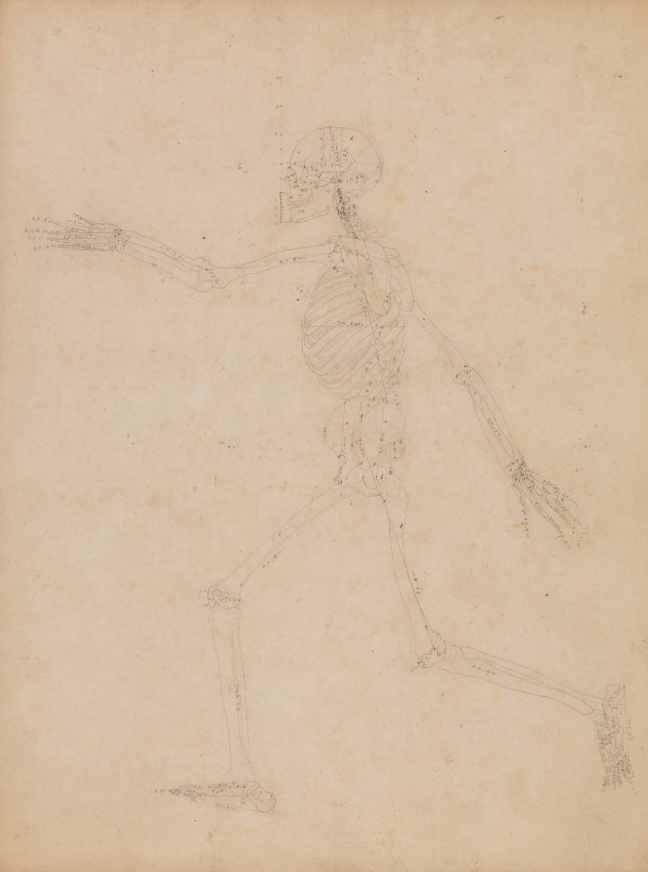 Human Skeleton, Lateral View by George Stubbs