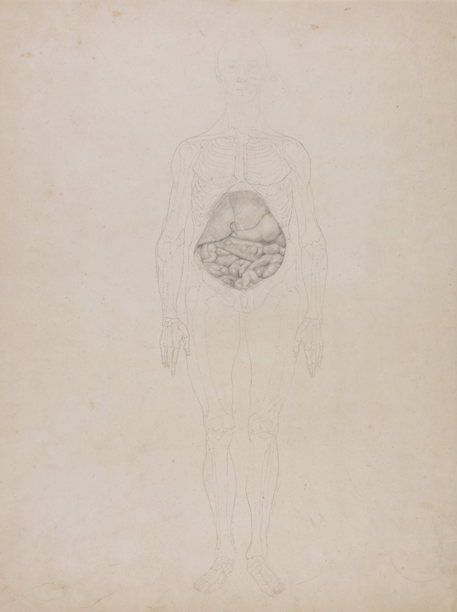 Comparative Anatomical Exposition: Human Figure, Anterior View by George Stubbs